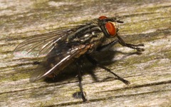 Ravinia pernix