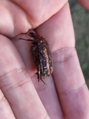 Protaetia orientalis