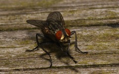 Ravinia pernix