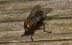 Ravinia pernix