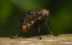 Ravinia pernix