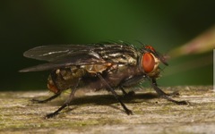 Ravinia pernix