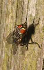 Ravinia pernix