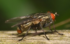 Ravinia pernix
