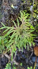 Selaginella involvens