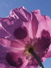 Papaver somniferum
