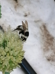 Bombus