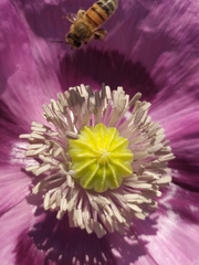 Papaver somniferum