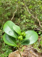 Suregada