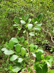 Suregada