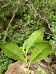 Suregada