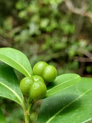 Suregada