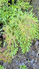 Selaginella involvens