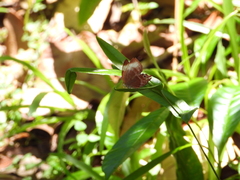 Abisara saturata