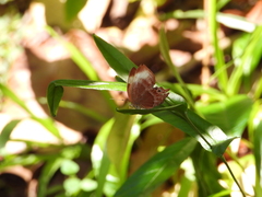 Abisara saturata