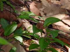 Abisara saturata