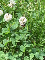 Bombus pascuorum