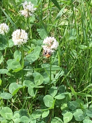 Bombus pascuorum