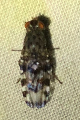 Otitinae