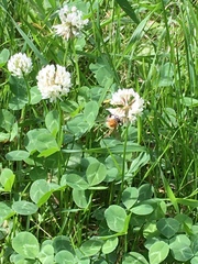 Bombus pascuorum