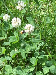 Bombus pascuorum