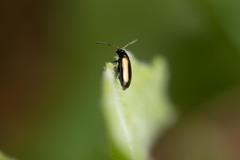 Phyllotreta variipennis