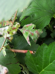 Podosphaera clandestina