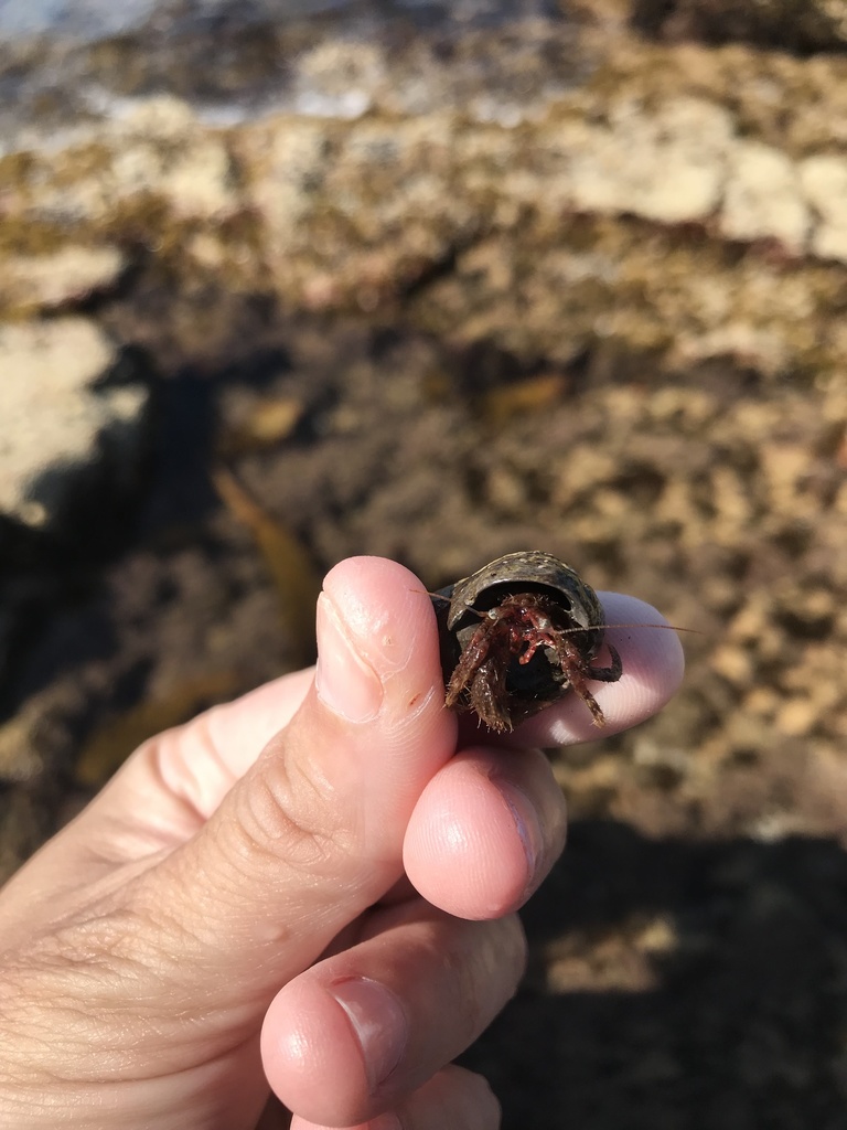 bowed hermit crab