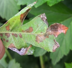 Podosphaera clandestina
