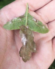 Podosphaera clandestina