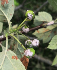 Podosphaera clandestina
