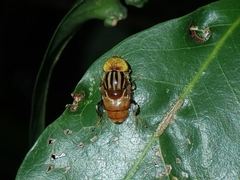 Eristalinus quinquestriatus