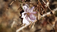 Stephanomeria exigua exigua