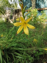 Hemerocallis minor