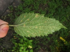 Coleosporium campanulae