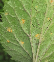 Coleosporium campanulae