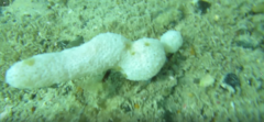 Eudistoma elongatum