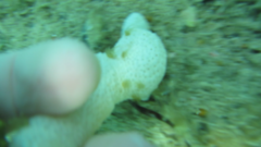 Eudistoma elongatum