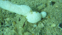 Eudistoma elongatum