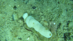 Eudistoma elongatum