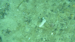 Eudistoma elongatum
