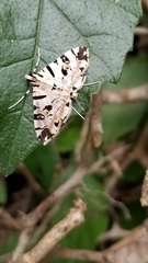 Conchylodes salamisalis