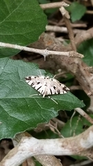 Conchylodes salamisalis