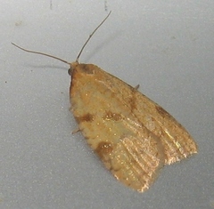 Cenopis directana
