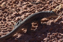 Aspidoscelis tigris