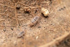 Entomobrya nigrocincta