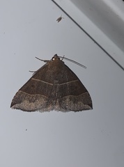 Parallelia bistriaris