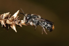 Megachile ferox