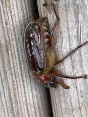 Polyphylla variolosa