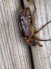 Polyphylla variolosa